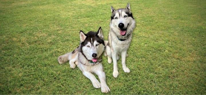 Meet Ace And Kaeto: Energetic Huskies Ready For Adoption