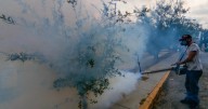 Dengue: México registra casi 7 mil casos; Jalisco la entidad más afectada