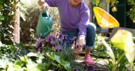 Smart way to save money when buying plants at garden centre
