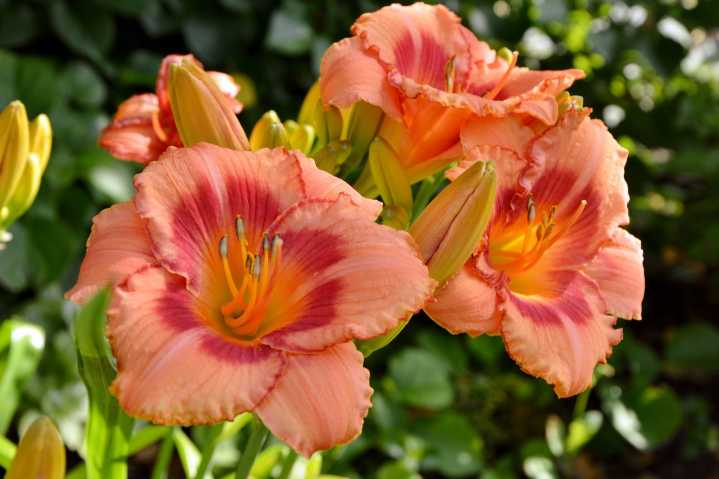 The City Gardener: Forever and a daylily