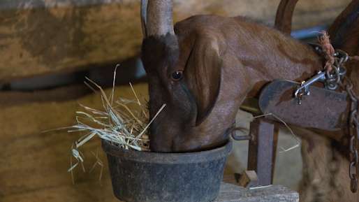 Celebrate the season’s close at Blackacre’s farm animal feeding