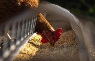 CDC seeks input from backyard bird owners on H5 bird flu