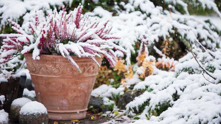 15 Flowers That Can Add Color To Your Beds Well Into Winter
