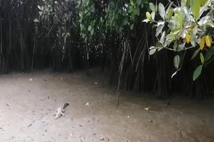 Avistan a cocodrilo en Los Manglares de Tumbes durante recorrido turístico