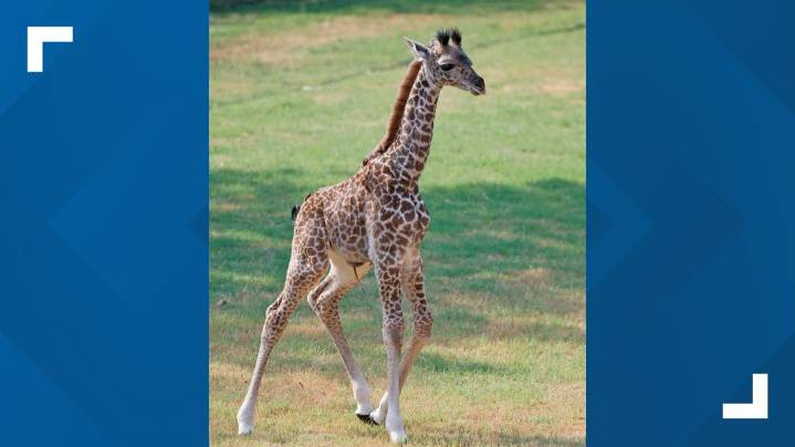 Cameron Park Zoo's baby giraffe to make debut on exhibit