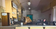 'Fuzzy' the Bear Breaks into California Ice Cream Shop for a Treat