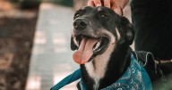 ¿Qué dice la psicología sobre las personas que siempre se detienen a acariciar perros en la calle?
