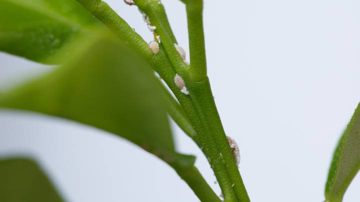 Signs That Mealybugs Are Damaging Your Indoor Plants (And How To Prevent It)