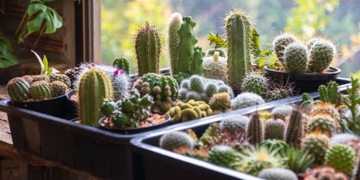 Best Types of Cactus Houseplants for Your Home