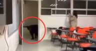 Oso invade salón de clases en la UANL: el impactante momento captado en video