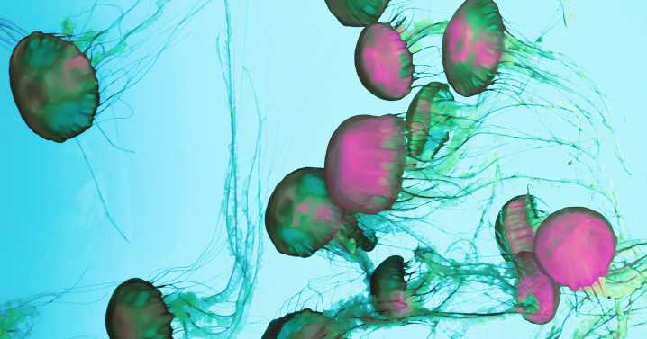 Nuclear Power Plant Shut Down by Furious Jellyfish