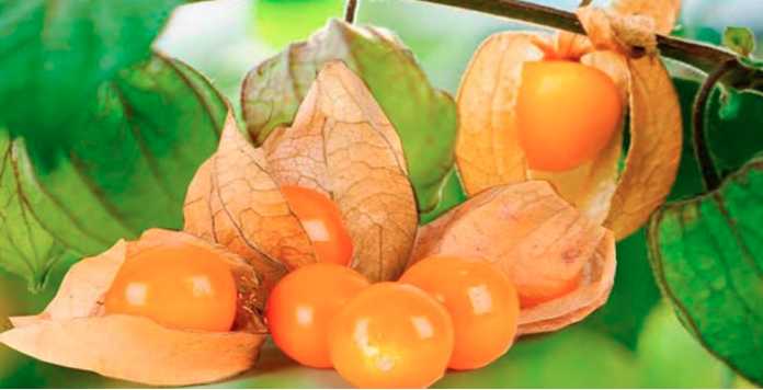 Radiografía al otro sector del agro que exporta al mundo
