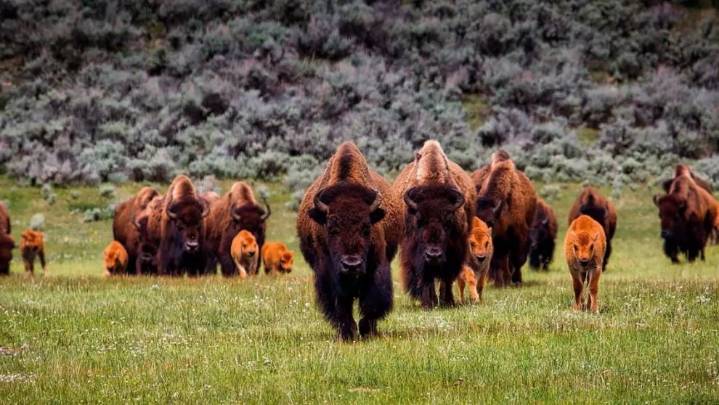Tras seis años rastreando la migración de bisontes de Yellowstone los científicos obtienen un extraordinario hallazgo