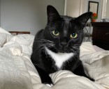 Woman spends days in hospital, undergoes surgery after being scratched by her cat