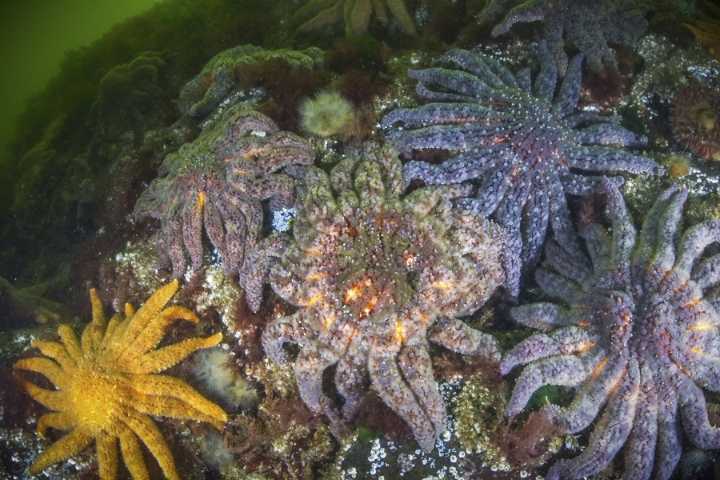 Scientists solve mystery: Bacteria killed 5 billion sea stars