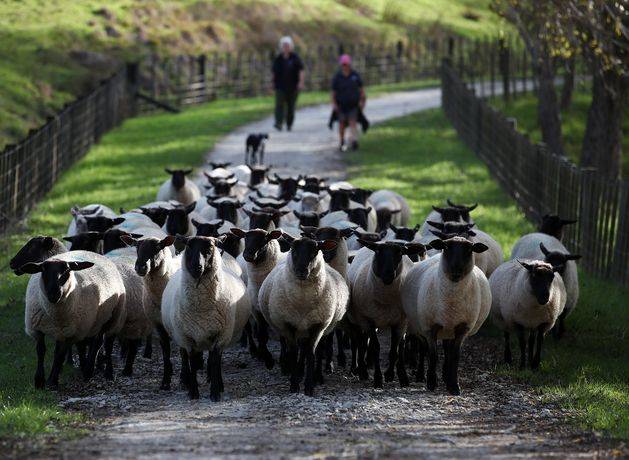 Dawn Meats to pay €128m for 65pc stake in New Zealand