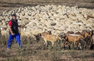 La trashumancia avanza firme hacia Bien de Interés Cultural