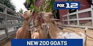 Biscuit, Jam and Jelly: Oregon Zoo welcomes new kids to goat herd