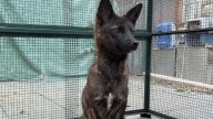 Ni perro ni zorro: conmoción entre los zoólogos al descubrir que un animal atropellado era una especie desconocida