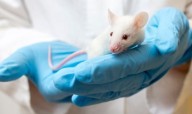 Nueva vía científica: ratones con alzheimer ven alterado su sistema inmunitario intestinal
