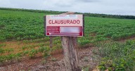 Clausura Profepa 147 hectáreas de selva devastadas por menonitas en Yucatán