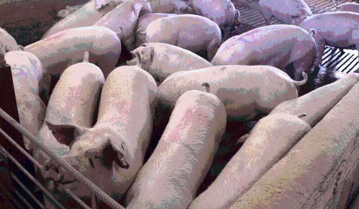 Consulta de solo 5 días para regularizar granja porcina en Tixpéhual: ocupa 36.5 ha en un pueblito de 127 habitantes