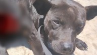 Arrojan agua hirviendo a perrita en Zacapoaxtla, Puebla presuntamente por dar "mal aspecto"