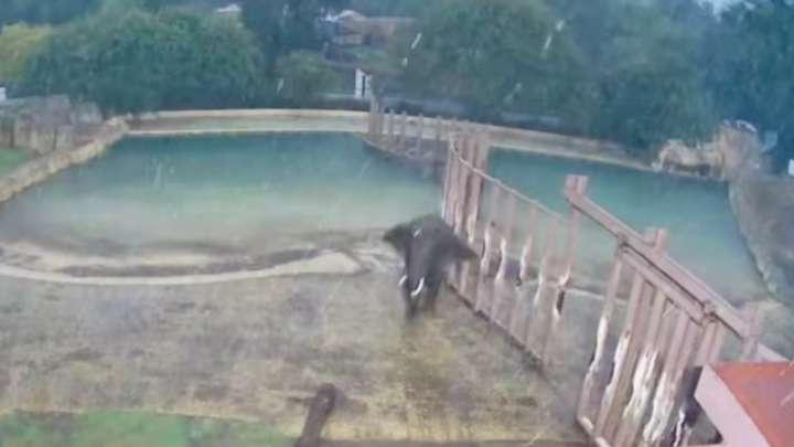Lluvias en CDMX Dejan Momento Alegre: Elefantas Aprovechan Aguacero para Darse un Chapuzón