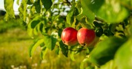 UK Gardeners Urged To Do 5 Tasks In September