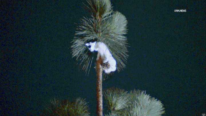 Man gets trapped in tree while trying to rescue cat in L.A. neighborhood