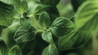 Try An Easy Herb Propagation Technique For A Never-Ending Supply Of Fresh Oregano