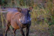 La inquietante razón que llevó a jabalíes salvajes del condado de South Monterey a tener la carne azul neón, se sospecha que otros animales pueden tener la carne de este extraño color