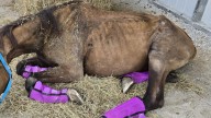 Cincinnati Animal CARE asks for help to care for horses from equestrian facility