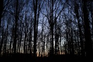 2 men, 2 children rescued after being lost overnight in Michigan swamp
