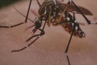 West Nile virus case confirmed in Emmet County