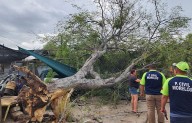 Fuertes vientos derriban árboles y dañan viviendas en la región norte de Coahuila