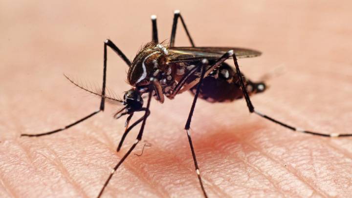 Mosquitos test positive for West Nile Virus in Berks County