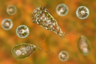 Missouri adult dies after brain-eating amoeba infection: Officials