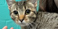 Fur baby Friday: Meet Olive