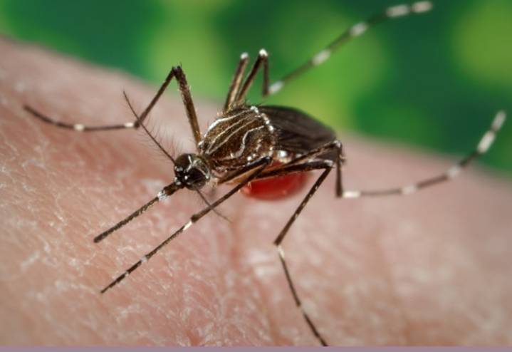 West Nile virus activity detected in Solano County