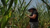 Climate change is making a full ear of corn more of a gamble
