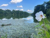 Should Cleveland Heights fight to save Lower Lake? Mayoral candidates weigh in