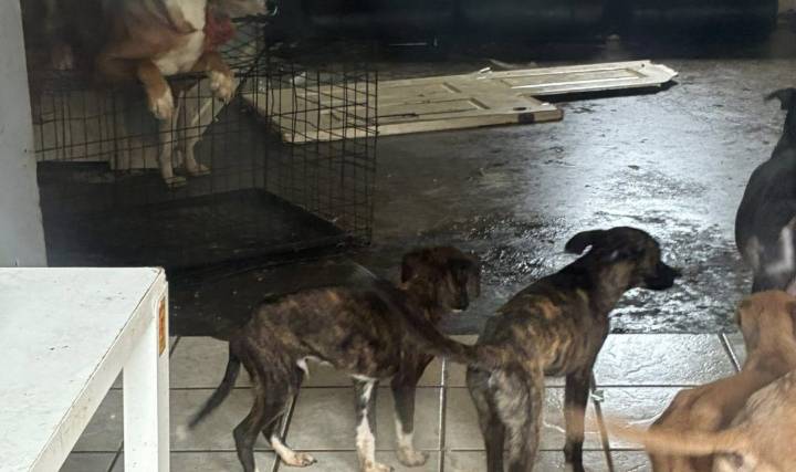 Photos:17 Dogs Rescued From Georgia Home