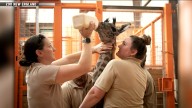 Franklin Park Zoo, Tufts, team up to nurse baby giraffe