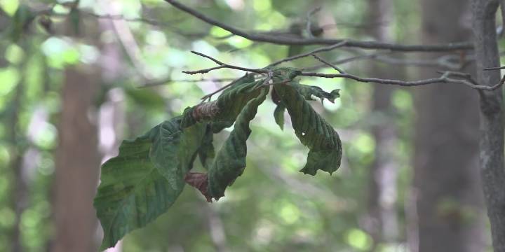 Beech Leaf Disease now present in all counties
