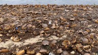 It’s horseshoe crab molting season in Massachusetts
