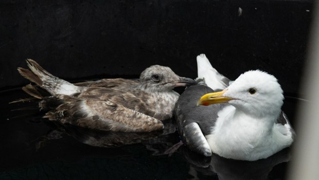Western gulls hit with mystery illness found on South Bay beaches