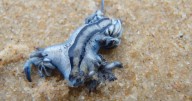 Tourists banned from Costa del Sol sea as deadly 'blue dragons' spotted