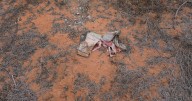 Kenya cult: Nine bodies linked to Shakahola Forest Massacre
