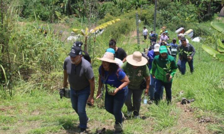 Recuperan áreas degradadas con plantación de 74 mil árboles